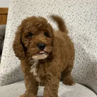 Solar, a male Miniature Goldendoodle for sale in Millersburg, OH – Photo 5 of 6