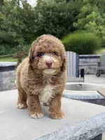 Karson, a male Poodle - Miniature  for sale in Millersburg, OH – 2 of 5