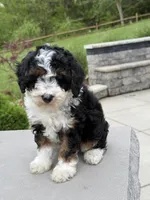 Lilah, a male Poodle - Miniature  for sale in Millersburg, OH – 3 of 8