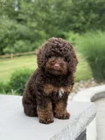 Benson, a male Poodle - Miniature  for sale in Millersburg, OH – 2 of 7