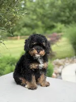 Pepsi, a male Poodle - Miniature  for sale in Millersburg, OH – 3 of 7