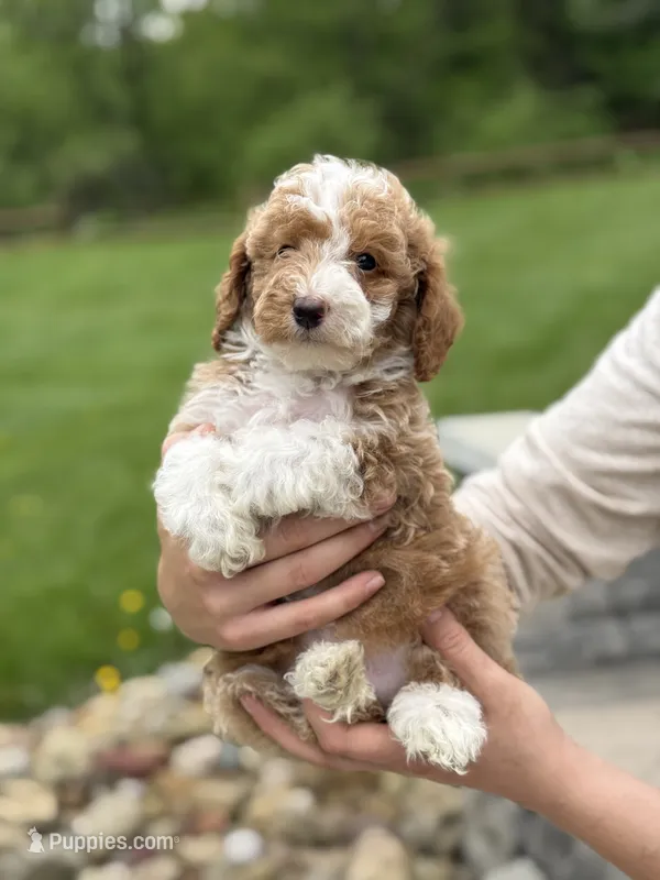Austin – Poodle - Miniature  puppy for sale in Millersburg, OH