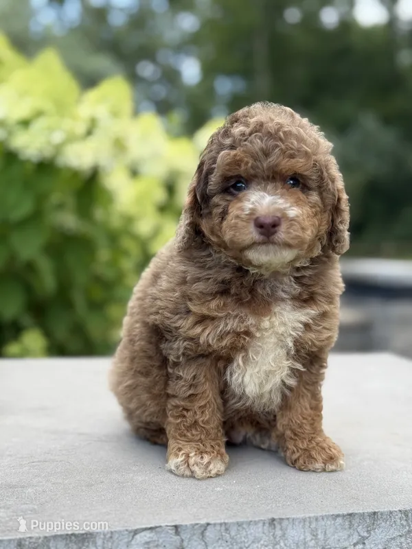Karson – Poodle - Miniature  puppy for sale in Millersburg, OH