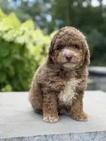 Karson, a male Poodle - Miniature  for sale in Millersburg, OH – 1 of 5