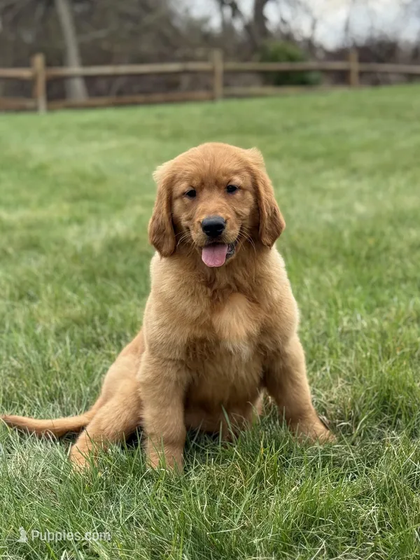 Honey – Golden Retriever puppy for sale in Millersburg, OH