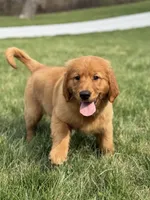 Honey, a male Golden Retriever for sale in Millersburg, OH – Photo 2 of 6