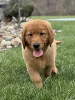 Honey, a male Golden Retriever for sale in Millersburg, OH – Photo 6 of 6