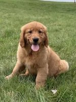 Honey, a male Golden Retriever for sale in Millersburg, OH – Photo 4 of 6