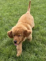 Honey, a male Golden Retriever for sale in Millersburg, OH – Photo 5 of 6