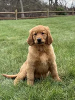 Honey, a male Golden Retriever for sale in Millersburg, OH – Photo 3 of 6