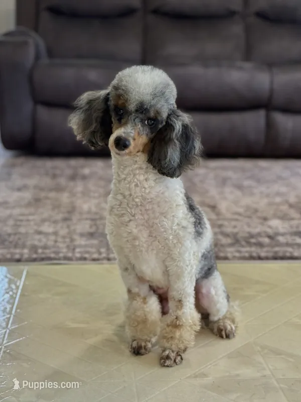 Rory – Poodle - Miniature  puppy for sale in Millersburg, OH