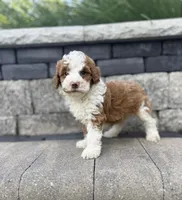 Titan , a male Poodle - Miniature  for sale in Millersburg, OH – 4 of 4