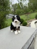 Lilah, a male Poodle - Miniature  for sale in Millersburg, OH – 7 of 7