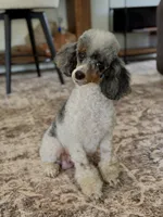 Joey, a male Poodle - Miniature  for sale in Millersburg, OH – 6 of 7