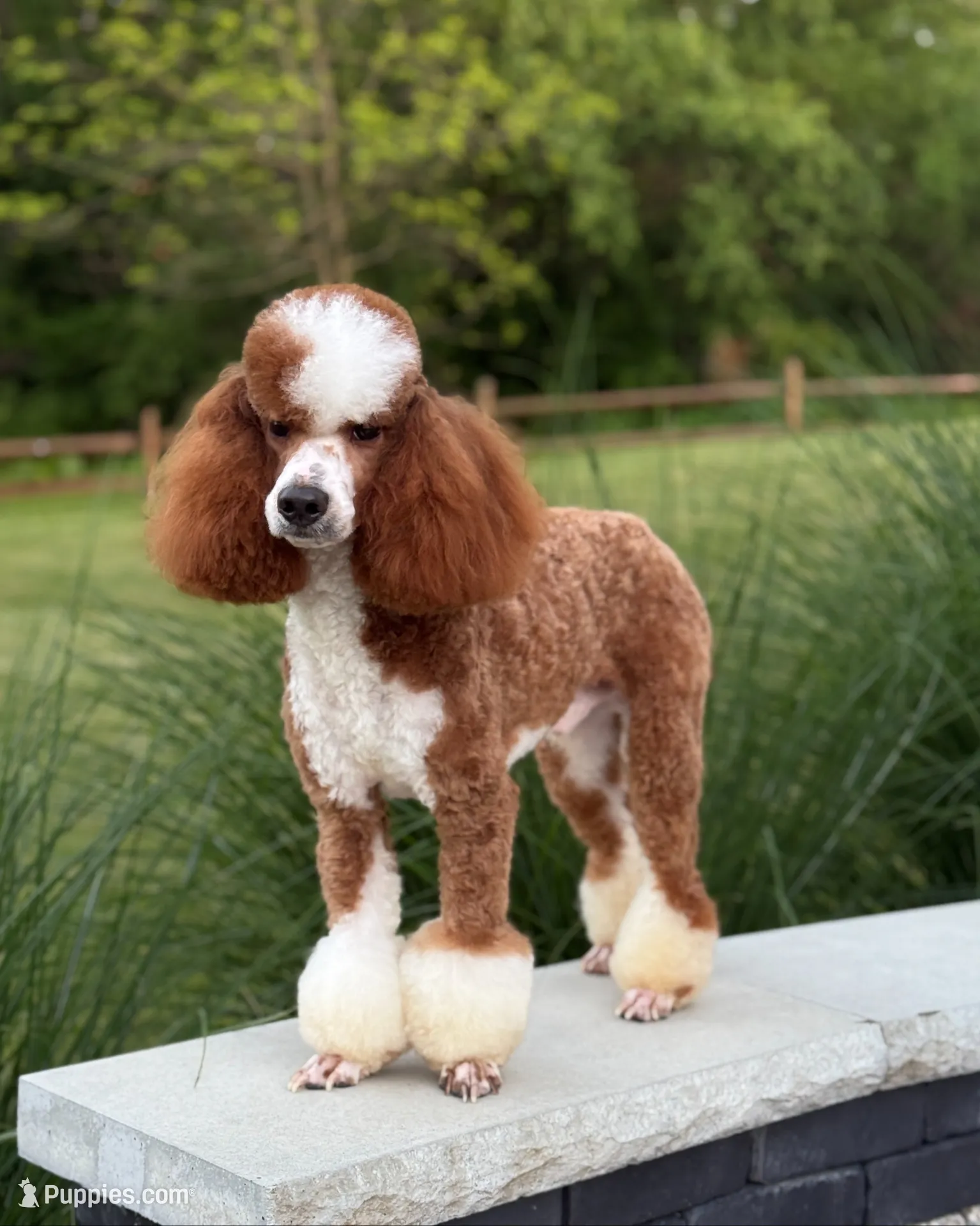 Lilah, a male Poodle - Miniature  for sale in Millersburg, OH – 8 of 8