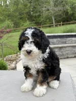 Lilah, a male Poodle - Miniature  for sale in Millersburg, OH – 4 of 8