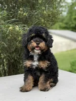 Pepsi, a male Poodle - Miniature  for sale in Millersburg, OH – 4 of 7