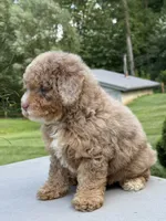 Honey , a female Poodle - Miniature  for sale in Millersburg, OH – 7 of 7
