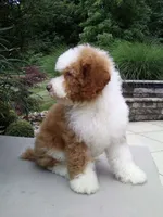 Titan , a male Poodle - Miniature  for sale in Millersburg, OH – 5 of 5