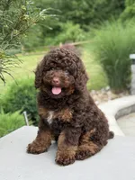 Benson, a male Poodle - Miniature  for sale in Millersburg, OH – 1 of 7