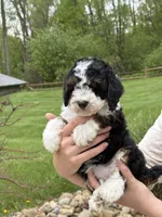 Lilah, a male Poodle - Miniature  for sale in Millersburg, OH – 5 of 8