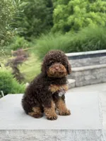 Cola, a male Poodle - Miniature  for sale in Millersburg, OH – 3 of 8