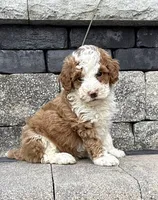 Titan , a male Poodle - Miniature  for sale in Millersburg, OH – 2 of 4