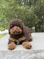 Cola, a male Poodle - Miniature  for sale in Millersburg, OH – 4 of 8