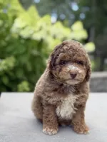 Karson, a male Poodle - Miniature  for sale in Millersburg, OH – 3 of 5