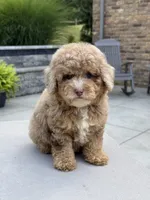 Honey , a female Poodle - Miniature  for sale in Millersburg, OH – 3 of 7