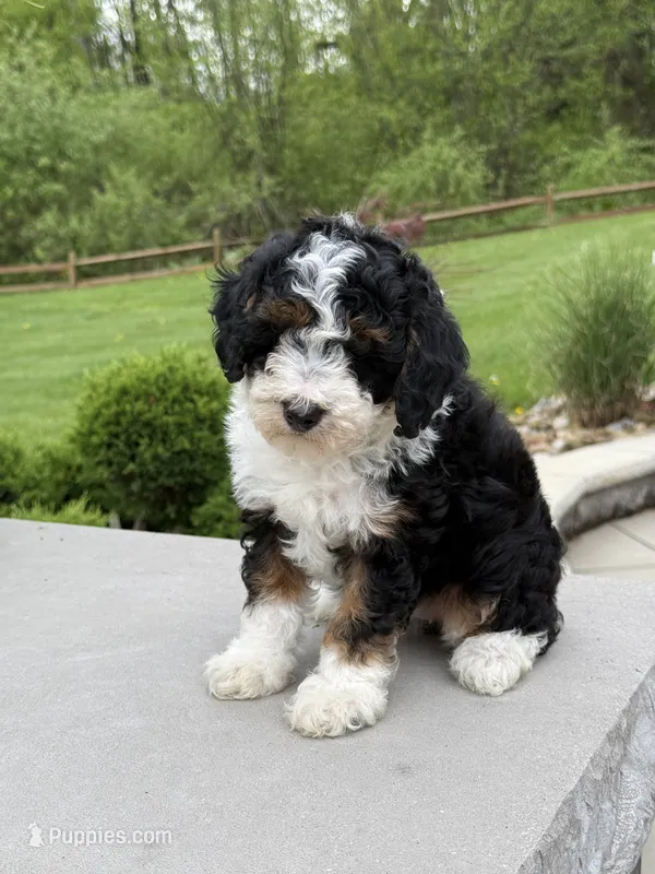 Lilah – Poodle - Miniature  puppy for sale in Millersburg, OH