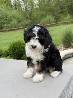 Lilah, a male Poodle - Miniature  for sale in Millersburg, OH – 1 of 8