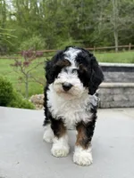 Lilah, a male Poodle - Miniature  for sale in Millersburg, OH – 4 of 7