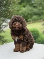 Benson, a male Poodle - Miniature  for sale in Millersburg, OH – 5 of 7