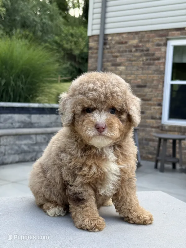Honey  – Poodle - Miniature  puppy for sale in Millersburg, OH