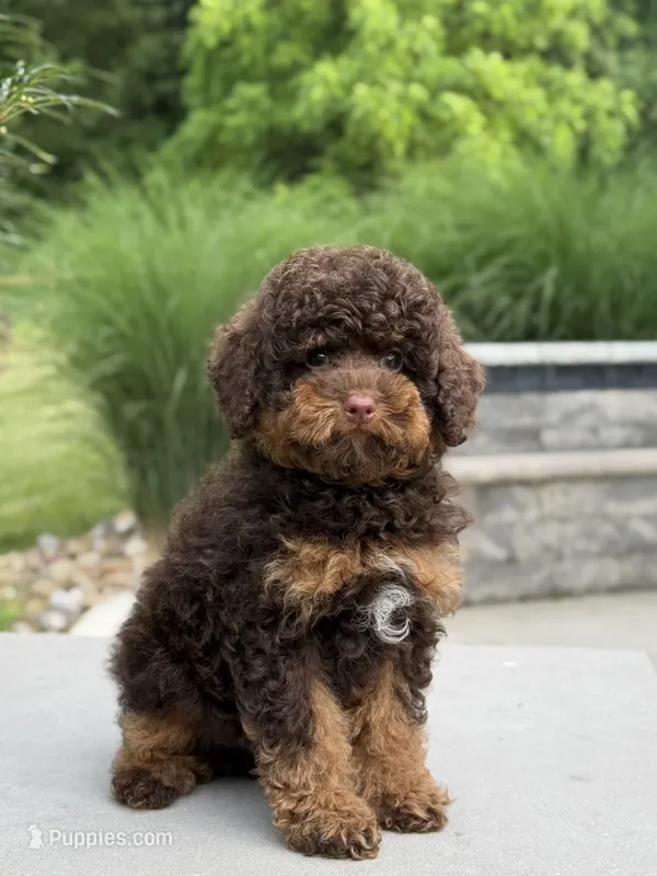 Cola – Poodle - Miniature  puppy for sale in Millersburg, OH