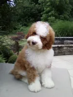 Titan , a male Poodle - Miniature  for sale in Millersburg, OH – 3 of 5