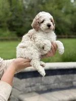 Joey, a male Poodle - Miniature  for sale in Millersburg, OH – 5 of 7