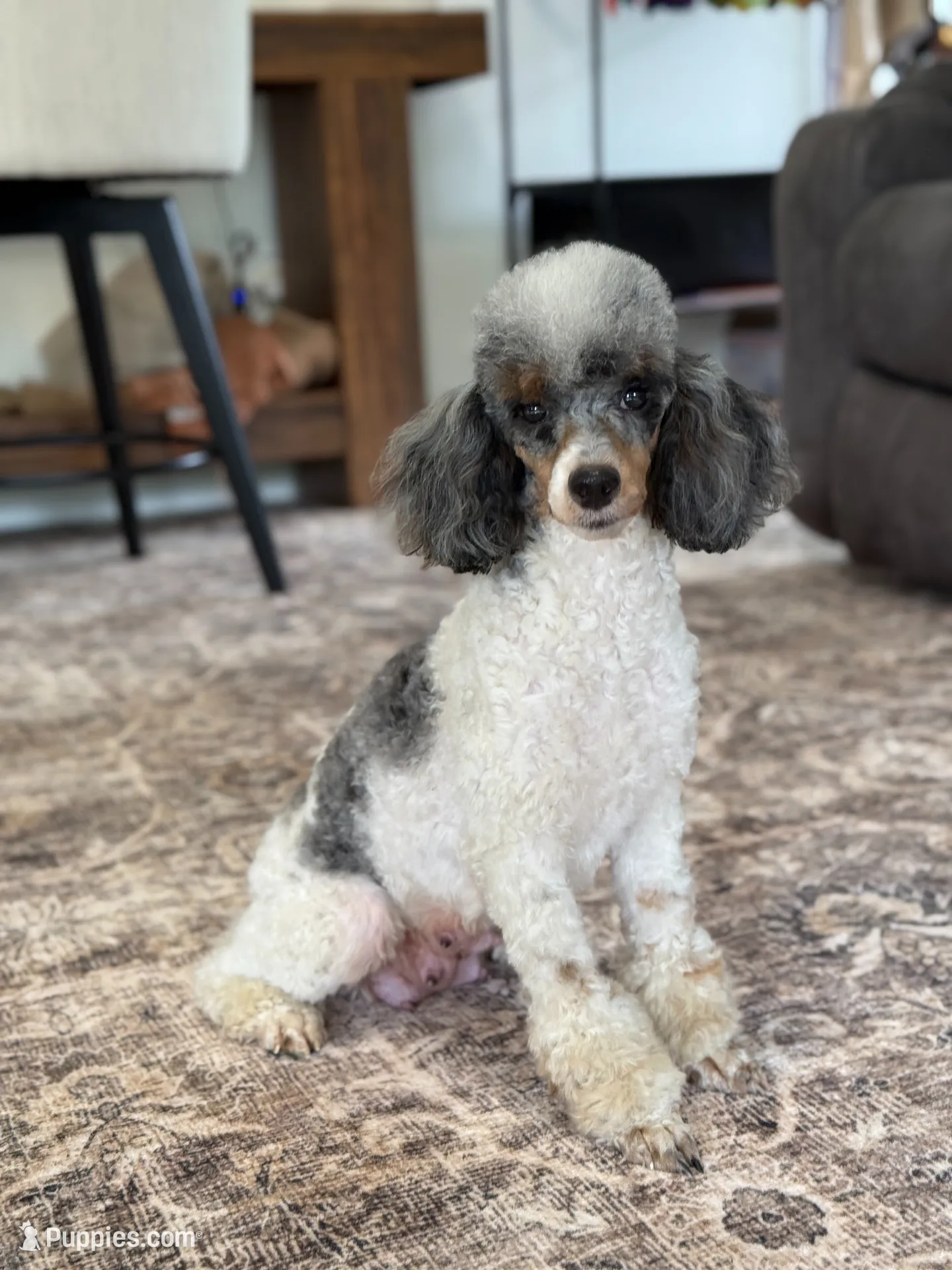Lilah, a male Poodle - Miniature  for sale in Millersburg, OH – 7 of 8