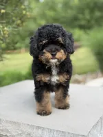 Pepsi, a male Poodle - Miniature  for sale in Millersburg, OH – 5 of 7