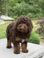 Benson, a male Poodle - Miniature  for sale in Millersburg, OH – 3 of 7