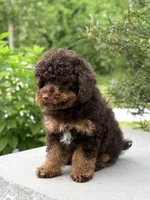 Cola, a male Poodle - Miniature  for sale in Millersburg, OH – 6 of 8