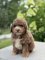 Karson, a male Poodle - Miniature  for sale in Millersburg, OH – 4 of 5