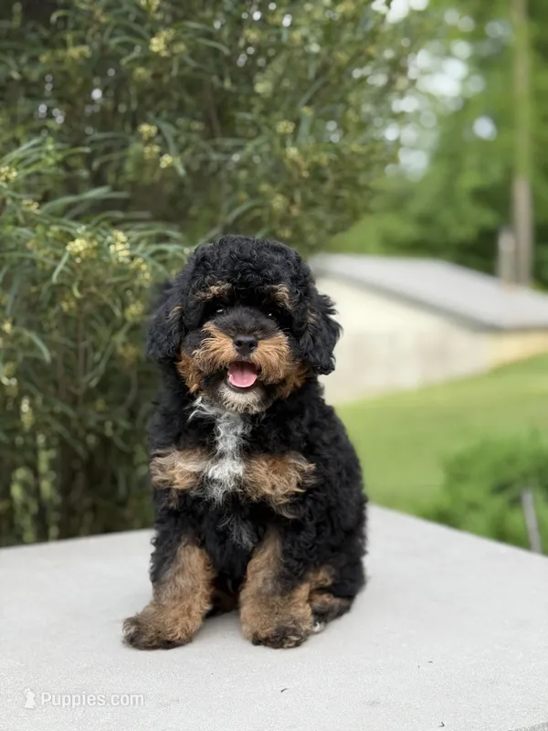 Pepsi – Poodle - Miniature  puppy for sale in Millersburg, OH