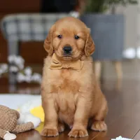 Alex, a male Golden Retriever for sale in Millersburg, OH – Photo 2 of 7