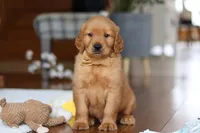 Alex, a male Golden Retriever for sale in Millersburg, OH – Photo 7 of 7