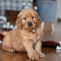 King, a male Golden Retriever for sale in Millersburg, OH – Photo 2 of 8