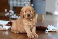 King, a male Golden Retriever for sale in Millersburg, OH – Photo 1 of 8