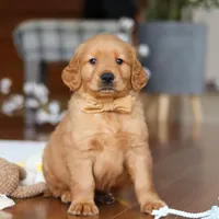 Alex, a male Golden Retriever for sale in Millersburg, OH – Photo 1 of 7