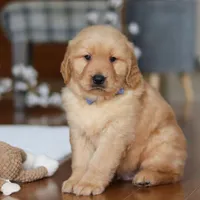 Lucas, a male Golden Retriever for sale in Millersburg, OH – Photo 1 of 5